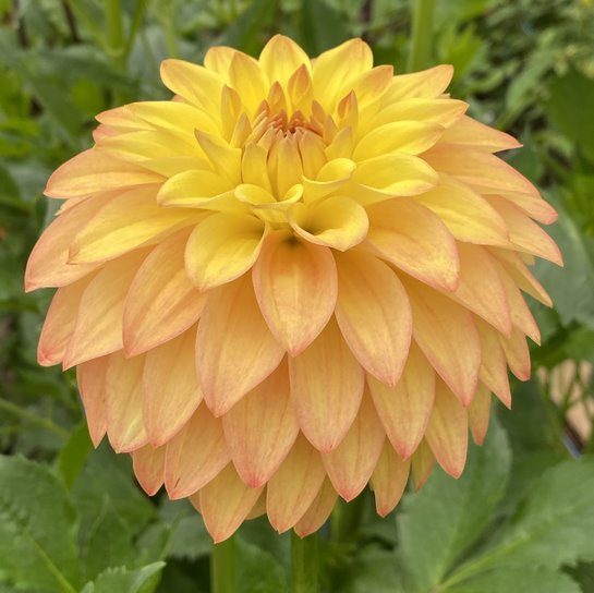 Van Isle Soleil Dahlia Tuber - VISOL