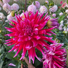 Load image into Gallery viewer, Grand Finale Dahlia Tuber - GRFN
