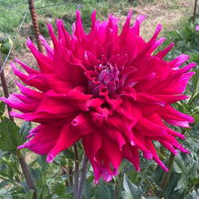 Load image into Gallery viewer, AC Dark Horse Dahlia Tuber - ACDH
