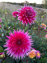 Load image into Gallery viewer, Grand Finale Dahlia Tuber - GRFN
