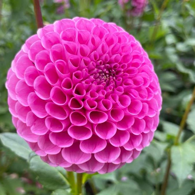 Mary's Jomanda Dahlia Tuber - MJMN