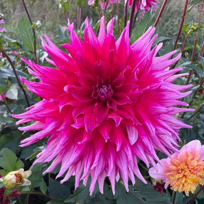 Grand Finale Dahlia Tuber - GRFN