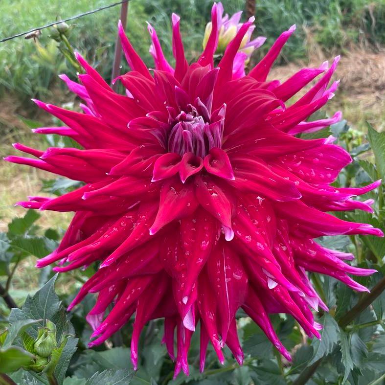 AC Dark Horse Dahlia Tuber - ACDH