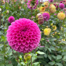 Load image into Gallery viewer, Mary&#39;s Jomanda Dahlia Tuber - MJMN
