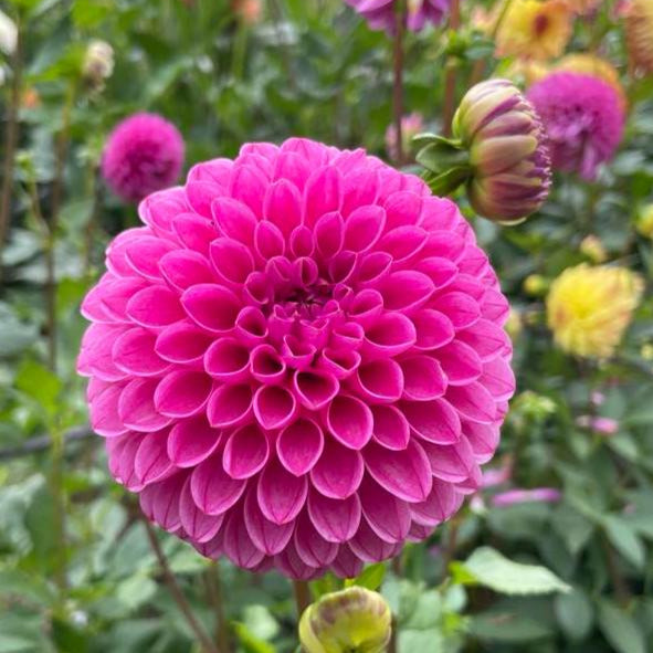 Mary's Jomanda Dahlia Tuber - MJMN