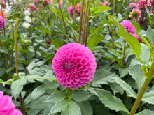 Load image into Gallery viewer, Mary&#39;s Jomanda Dahlia Tuber - MJMN
