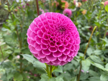 Load image into Gallery viewer, Mary&#39;s Jomanda Dahlia Tuber - MJMN
