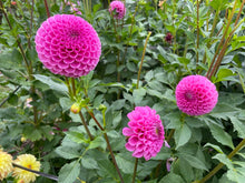 Load image into Gallery viewer, Mary&#39;s Jomanda Dahlia Tuber - MJMN
