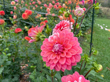 Load image into Gallery viewer, Apple Blossom (Double) Dahlia Tuber - APBD
