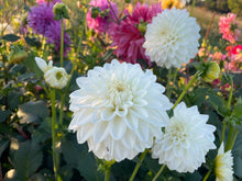 Load image into Gallery viewer, Bowser Cloud Dahlia Tuber - BWCL
