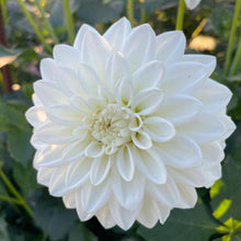 Load image into Gallery viewer, Bowser Cloud Dahlia Tuber - BWCL
