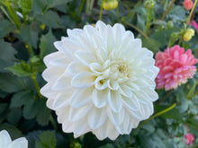 Load image into Gallery viewer, Bowser Cloud Dahlia Tuber - BWCL
