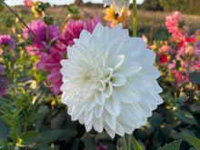 Load image into Gallery viewer, Bowser Cloud Dahlia Tuber - BWCL
