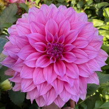 Load image into Gallery viewer, Arthur Hambley Dahlia Tuber - AH
