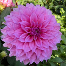 Load image into Gallery viewer, Arthur Hambley Dahlia Tuber - AH
