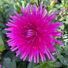 Load image into Gallery viewer, Purple Gem Dahlia Tuber
