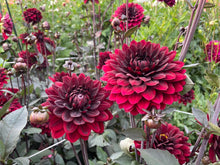 Load image into Gallery viewer, Karma Choc Dahlia Tuber - KRM
