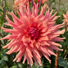 Load image into Gallery viewer, Terracotta Dahlia Tuber
