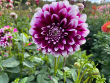 Load image into Gallery viewer, Edinburgh Dahlia Tuber - EDB
