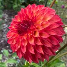 Load image into Gallery viewer, Verrone&#39;s Sandra J Dahlia Tuber - VSAN
