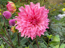 Load image into Gallery viewer, Islander Dahlia Tuber - ISL
