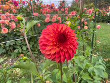 Load image into Gallery viewer, Verrone&#39;s Sandra J Dahlia Tuber - VSAN
