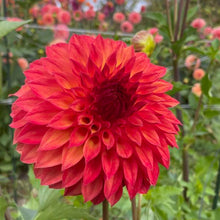 Load image into Gallery viewer, Verrone&#39;s Sandra J Dahlia Tuber - VSAN
