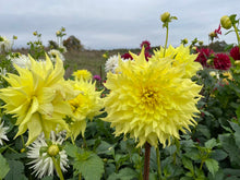 Load image into Gallery viewer, Wyn&#39;s Neon Dream Dahlia Tuber - WND
