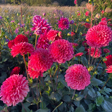 Load image into Gallery viewer, Salmon Runner Dahlia Tuber - SMRN
