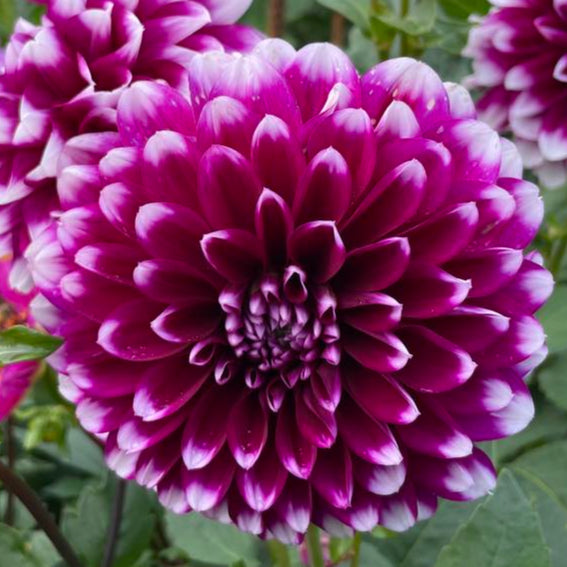 Edinburgh Dahlia Tuber - EDB