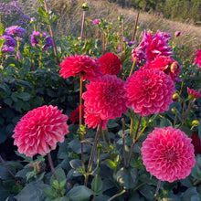 Load image into Gallery viewer, Salmon Runner Dahlia Tuber - SMRN
