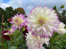 Load image into Gallery viewer, Ferncliff Illusion Dahlia Tuber - FERN
