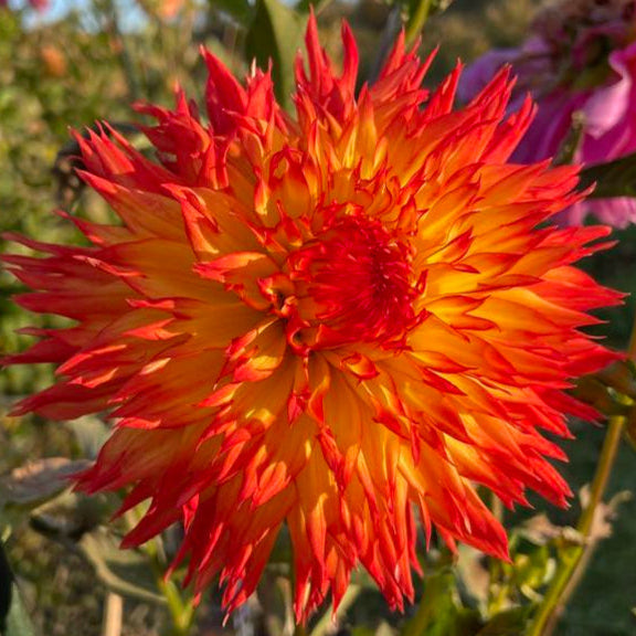 Cheyenne Dahlia Tuber  CHYN