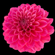 Load image into Gallery viewer, Salmon Runner Dahlia Tuber - SMRN
