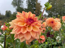 Load image into Gallery viewer, Ferncliff Copper Dahlia Tuber - FCOP
