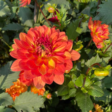 Load image into Gallery viewer, Fire Pot Dahlia Tuber - FPT
