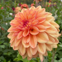 Load image into Gallery viewer, Ferncliff Copper Dahlia Tuber - FCOP
