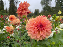 Load image into Gallery viewer, Ferncliff Copper Dahlia Tuber - FCOP
