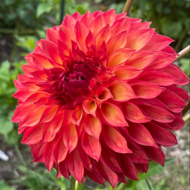 Verrone's Sandra J Dahlia Tuber - VSAN