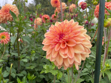 Load image into Gallery viewer, Ferncliff Copper Dahlia Tuber - FCOP
