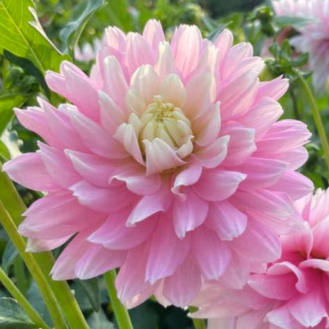Chilson's Pride Dahlia Tuber - CHIL