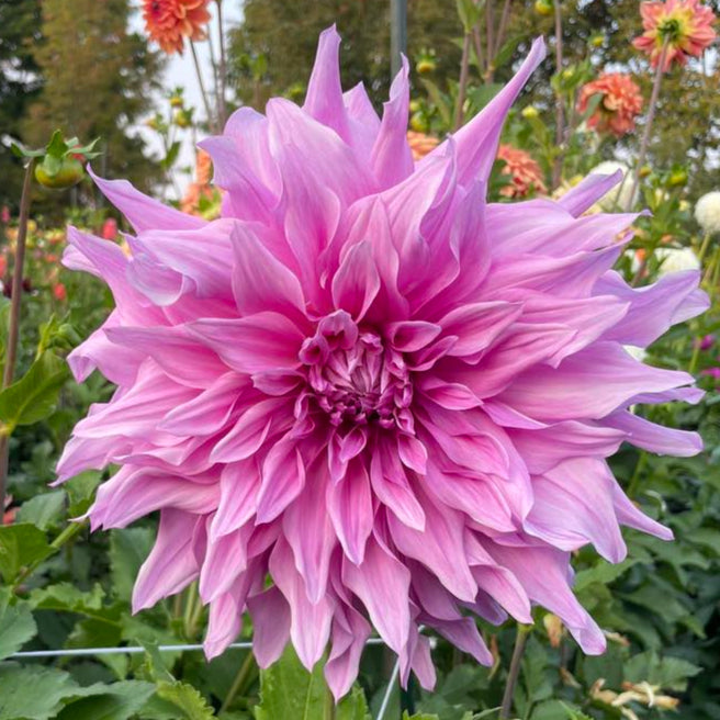 Pennsgift Dahlia Tuber - PNNG