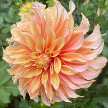 Load image into Gallery viewer, Tyrell Dahlia Tuber - TYRL
