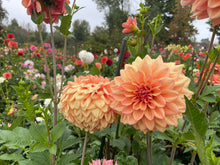 Load image into Gallery viewer, Ferncliff Copper Dahlia Tuber - FCOP
