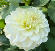 Load image into Gallery viewer, Caramel Antique Dahlia Tuber - CRAN
