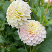 Load image into Gallery viewer, Irish D Porter Dahlia Tuber - IDP
