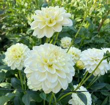 Load image into Gallery viewer, Caramel Antique Dahlia Tuber - CRAN
