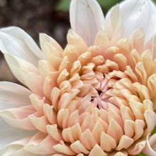 Load image into Gallery viewer, Natalie&#39;s Dress Dahlia Tuber - NATD
