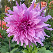 Load image into Gallery viewer, Pennsgift Dahlia Tuber - PNNG
