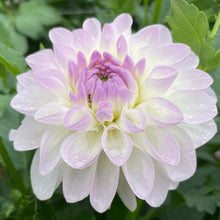 Load image into Gallery viewer, Eveline Dahlia Tuber - EVE
